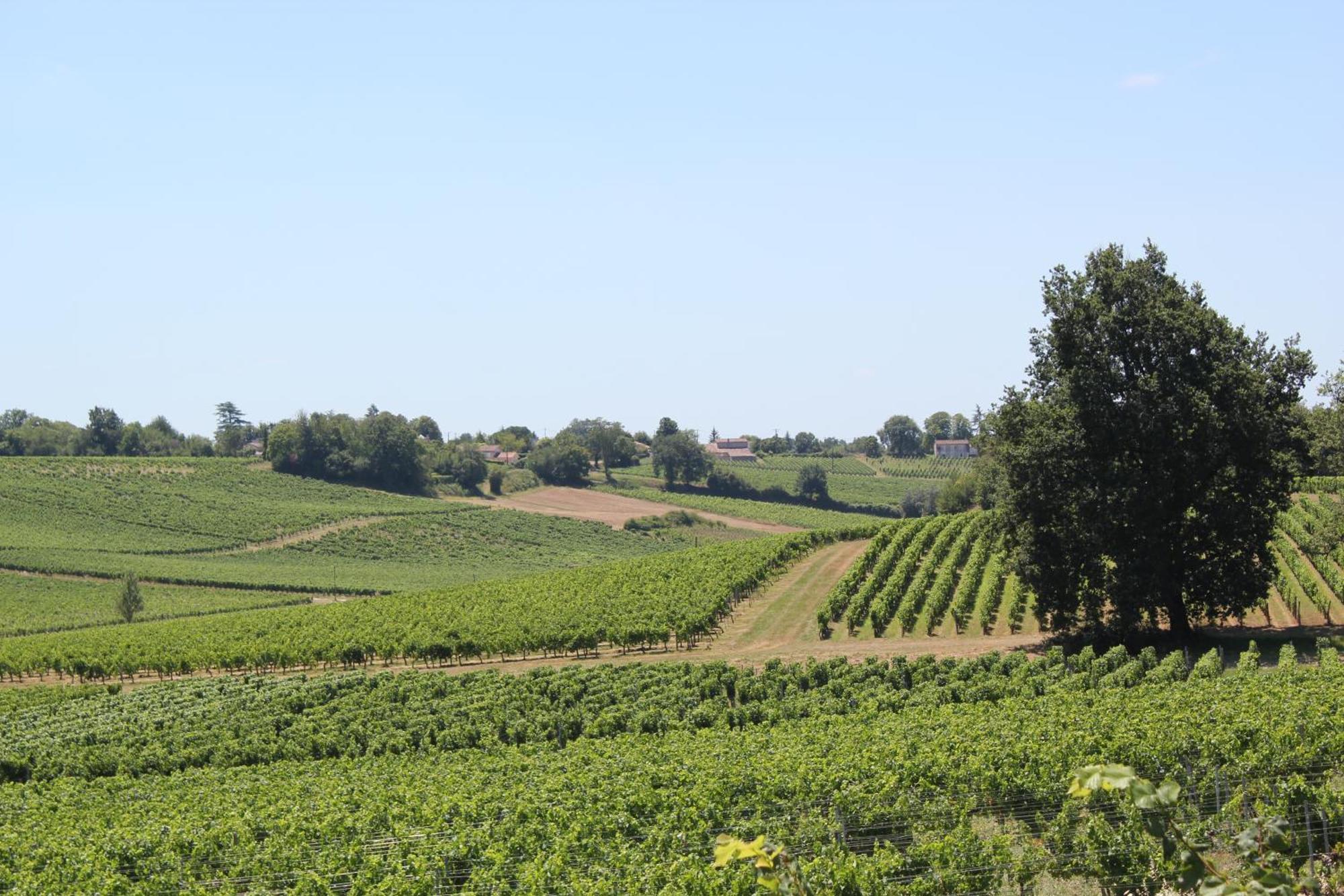Bed and Breakfast Les Charmes De Vincent - Le Loft Cabernet Fronsac  Exterior foto